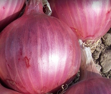 ʺʲôֲ