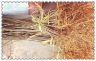 芸香科植物黄柏苗长什么样?通常多少钱一棵?
