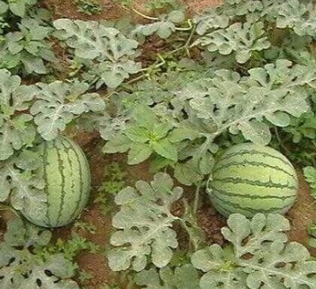 ���������޹������༼��