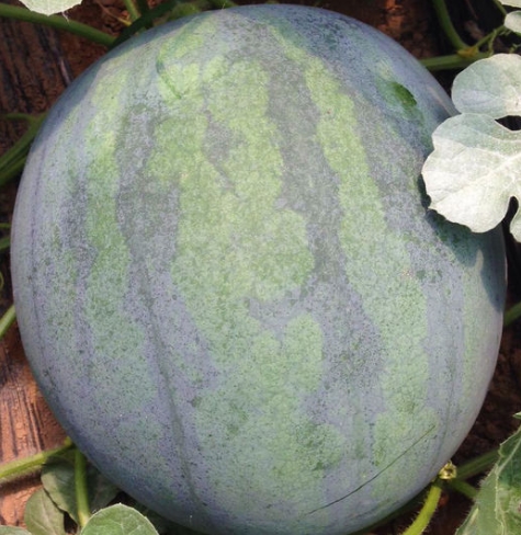 ���������޹������༼��