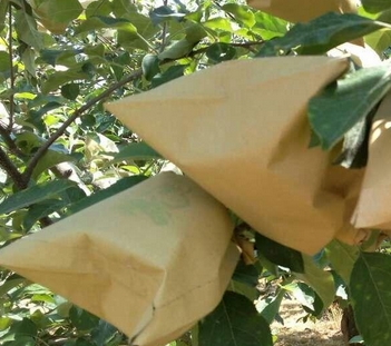 苹果什么时候摘袋最好?摘袋后注意事项?