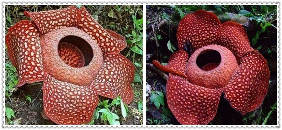 大王花是什么植物