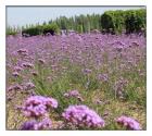 薰衣草什么时候开花?有哪些功能?代表什么?