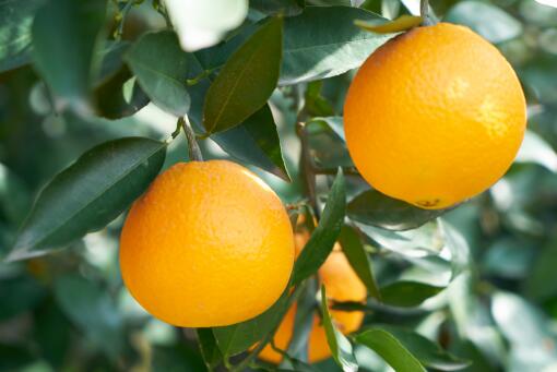 适合阳台种植的水果有哪些-摄图网