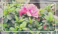 被誉为花中西施的花是什么花?是杜鹃吗?