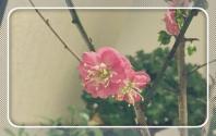 被称为群花之魁的花是什么花?是梅花吗?