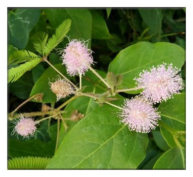 ���߲�Ϊʲô�Ầ�ߣ��ж�����ʲô��Ч��