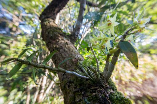 ʯ�������༰��ֲ�ط�-��ͼ��