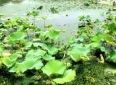 2017种植什么可以赚钱?15大种植项目推荐