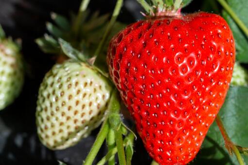 �ʺ����辰��ˮ������Щ-��ͼ��