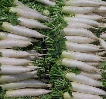 什么时候种萝卜最好