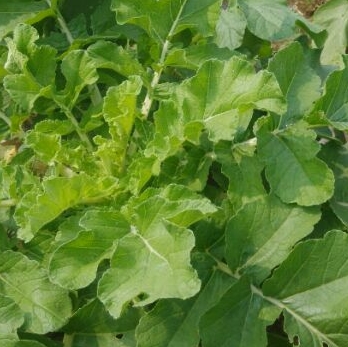 什么时候种萝卜最好