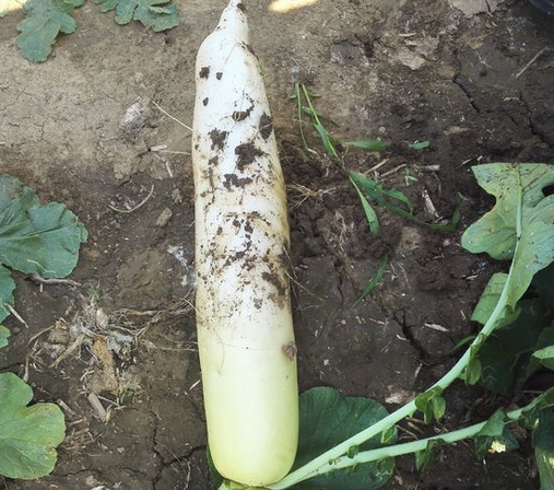 为什么萝卜打霜后更甜