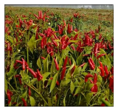 辣椒什么时候种植