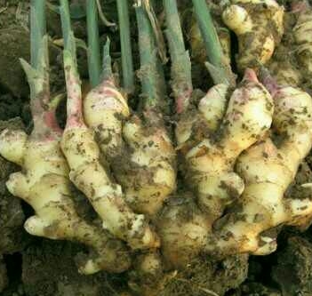 ����ʲôʱ����ֲ���