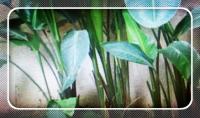 树、花、蔬菜等绿色植物的根和茎具体有哪些作用?