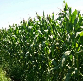 �����ʺ���ֲ��Щ��������