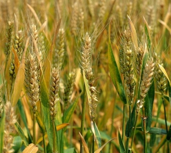 �����ʺ���ֲ��Щ��������