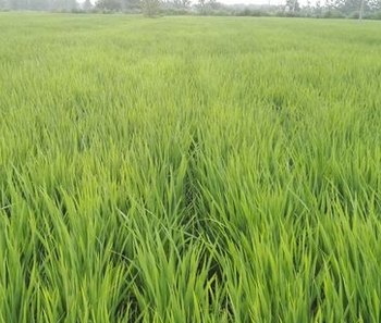 �����ʺ���ֲ��Щ��������