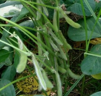 �����ʺ���ֲ��Щ��������