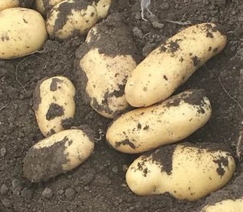 �����ʺ���ֲ��Щ��������