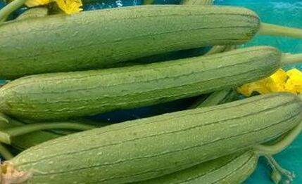 ˿����ʲô��ֲ�˿����ֲ��������ô���ģ�