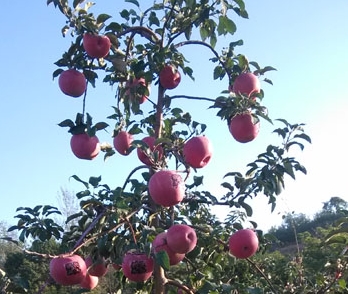 �ຣ�ʺ���ֲ��Щˮ����