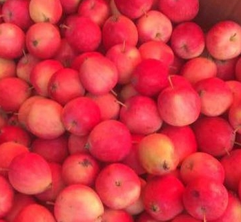 �ຣ�ʺ���ֲ��Щˮ����