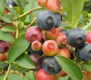 ��������ɫˮ����