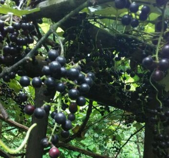 ��������ɫˮ����