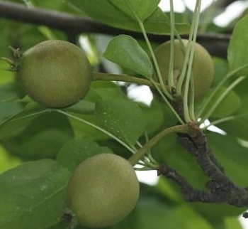 ��������ɫˮ����