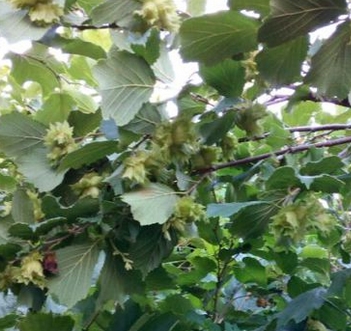 ��������ɫ���