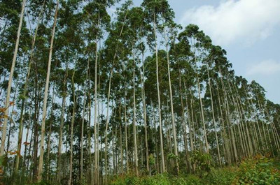 �򵥵�������ֲ��������