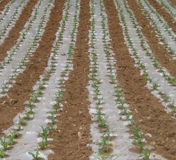 玉米地膜覆盖栽培技术