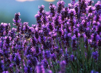 ޹�²���ֲ������޹�²ݼ�ͥ��ֲ����