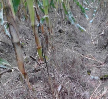 ��������ݷ���