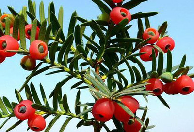 �����ֲ�춹ɼ��