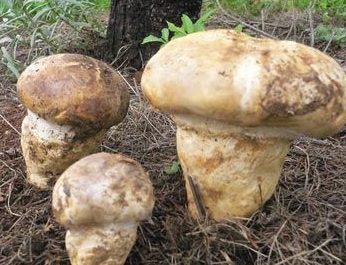 ��α���ж�Ұ����