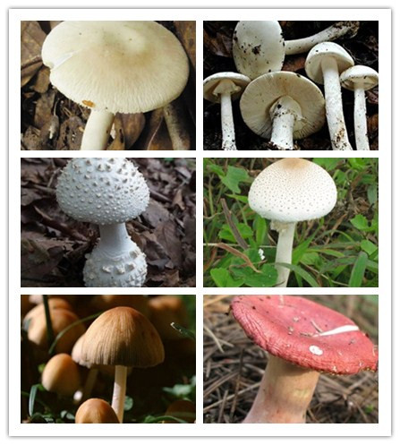 ��α���ж�Ұ����