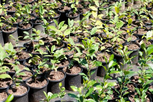 花盆里放蚯蚓松土有用吗-摄图网