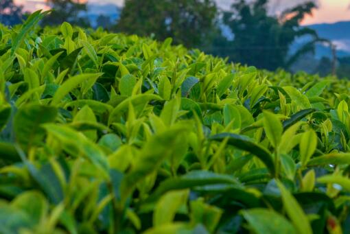 �й��̲��Ʒ������Щ-��ͼ��