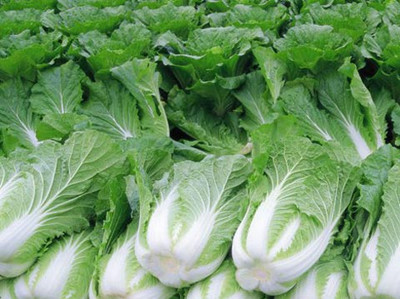 ��ײ˵���ֲ����