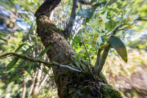 ��Ƥʯ������Щ��Ч-��ͼ��