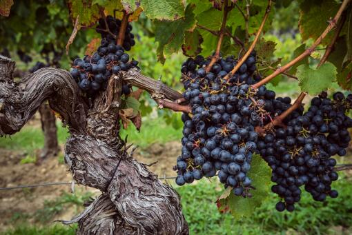 葡萄籽的功效有哪些-摄图网