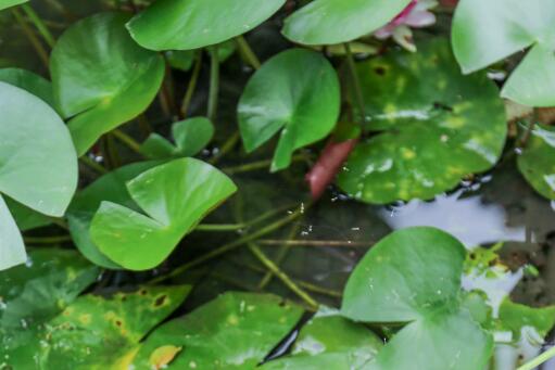 9�·��ʺ��ڼ���ֲ��ˮ��ֲ������Щ-��ͼ��