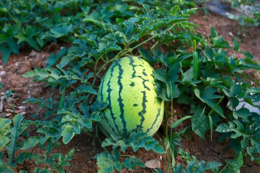 秋季大棚西瓜栽培技术要点-摄图网