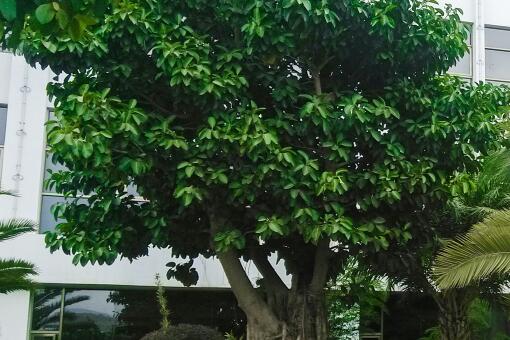 幸福树种植方法-摄图网