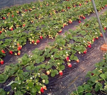 ����ժ��ݮ2