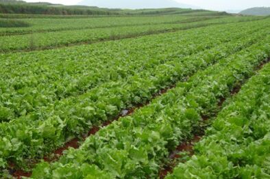 2016��ũҵ��ֲ�¸���Ŀ