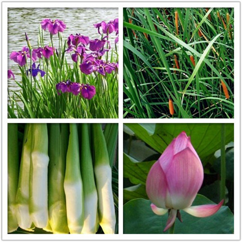 �����ʺ���ֲ����ˮ�ʵ�ˮ��ֲ��